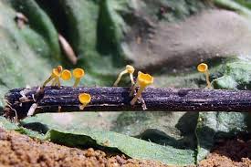 Attēlu rezultāti vaicājumam “Hymenoscyphus fructigenus var. coryli”