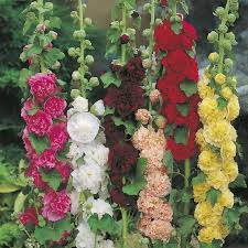 Image result for Malva alcea