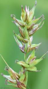 Attēlu rezultāti vaicājumam “Carex spicata”