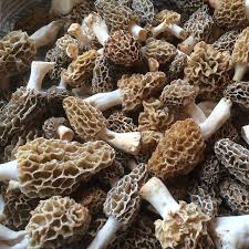 Attēlu rezultāti vaicājumam “Morchella sp.”