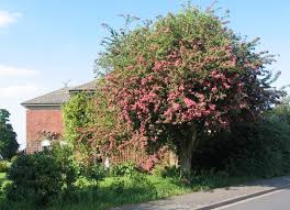 Attēlu rezultāti vaicājumam “Crataegus laevigata”