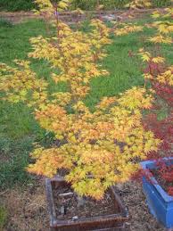 Image result for Acer palmatum `Orange Dream`