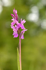 Attēlu rezultāti vaicājumam “Dactylorhiza russowii”