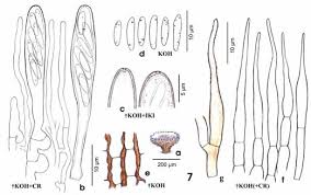 Attēlu rezultāti vaicājumam “Hyaloscypha hyalina”