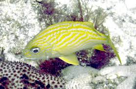 Image result for Haemulon flavolineatum