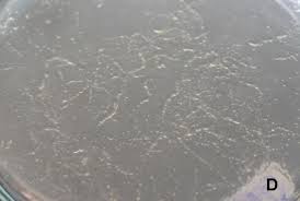 Attēlu rezultāti vaicājumam “Didymium serpula young”