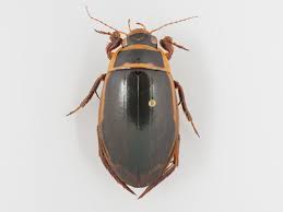 Attēlu rezultāti vaicājumam “Dytiscus dimidiatus”