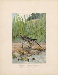 Image result for Gallinago media