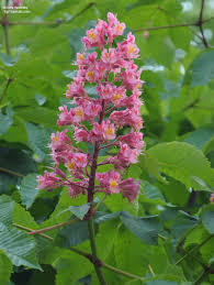 Attēlu rezultāti vaicājumam “Aesculus”