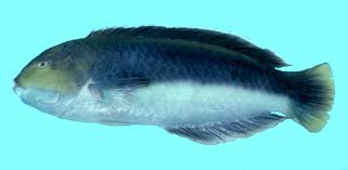 Image result for Halichoeres radiatus