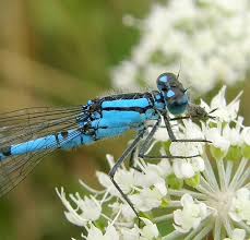 Attēlu rezultāti vaicājumam “Enallagma cyathigerum male”