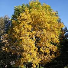 Attēlu rezultāti vaicājumam “Juglans x sinensis”