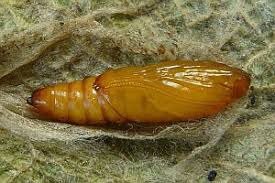 Attēlu rezultāti vaicājumam “Pyrausta cingulata”