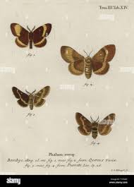 Attēlu rezultāti vaicājumam “Lasiocampa trifolii male”