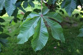 Attēlu rezultāti vaicājumam “Aesculus x hybrida leaf”