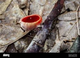 Attēlu rezultāti vaicājumam “Sarcoscypha austriaca”