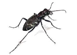 Attēlu rezultāti vaicājumam “Cicindela sylvatica”