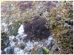 Attēlu rezultāti vaicājumam “Antitrichia curtipendula sporophyte”