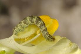 Attēlu rezultāti vaicājumam “Eupithecia linariata”