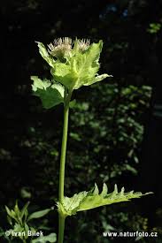 Attēlu rezultāti vaicājumam “Cirsium oleraceum leaf”
