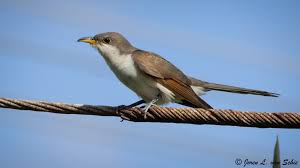 Image result for Coccyzus americanus