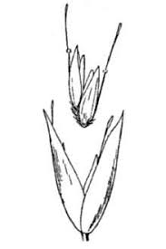 Attēlu rezultāti vaicājumam “Corynephorus canescens leaf”