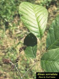 Attēlu rezultāti vaicājumam “Alnus”