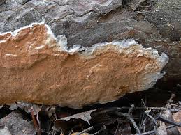 Attēlu rezultāti vaicājumam “Gloeoporus taxicola”