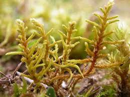 Attēlu rezultāti vaicājumam “Eurhynchiastrum pulchellum macro”