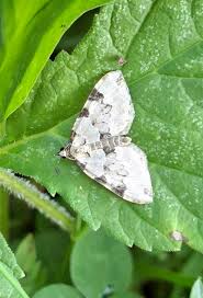 Attēlu rezultāti vaicājumam “Colostygia pectinataria”