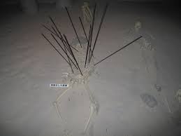 Image result for 土井ヶ浜遺跡　視線　故郷