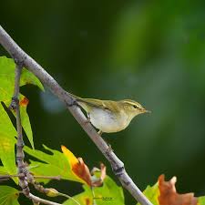 Attēlu rezultāti vaicājumam “Phylloscopus trochiloides”