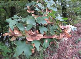 Attēlu rezultāti vaicājumam “Acer campestre leaf”