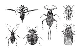 Attēlu rezultāti vaicājumam “Nepa cinerea imago”