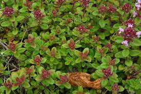 Attēlu rezultāti vaicājumam “Thymus pulegioides fruit”