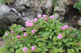 Attēlu rezultāti vaicājumam “Rubus arcticus”