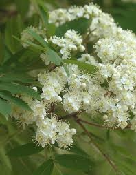 Attēlu rezultāti vaicājumam “Sorbus aucuparia flower”