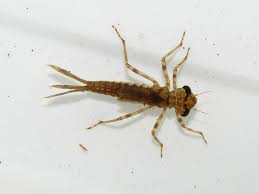 Attēlu rezultāti vaicājumam “Coenagrionidae”