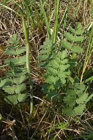 Attēlu rezultāti vaicājumam “Zygaena minos”