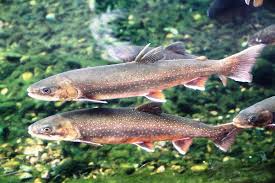 Image result for Salvelinus faroensis