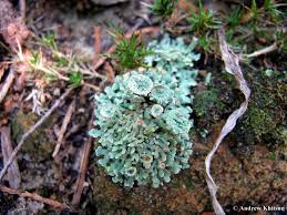Attēlu rezultāti vaicājumam “Cladonia pyxidata”