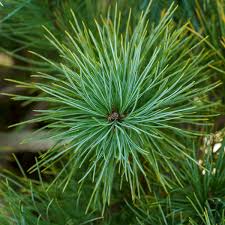 Attēlu rezultāti vaicājumam “Pinus peuce”