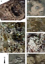 Attēlu rezultāti vaicājumam “Craterium aureum stalked”