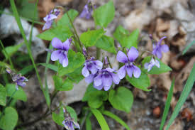Attēlu rezultāti vaicājumam “Viola reichenbachiana flower”