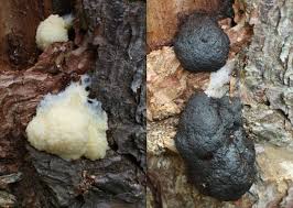 Attēlu rezultāti vaicājumam “Amaurochaete atra spores”