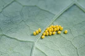 Attēlu rezultāti vaicājumam “Pieris rapae underside”