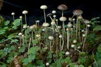 Attēlu rezultāti vaicājumam “Protostropharia alcis”