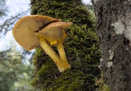 Attēlu rezultāti vaicājumam “Brefeldia maxima spores”