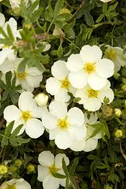 Attēlu rezultāti vaicājumam “Potentilla arenaria flower”