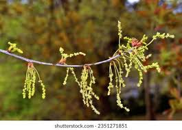 Attēlu rezultāti vaicājumam “Quercus robur male flower”